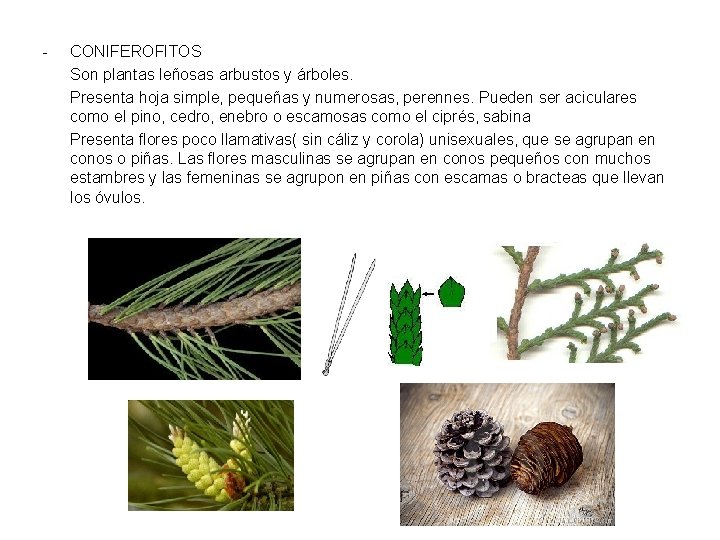 - CONIFEROFITOS Son plantas leñosas arbustos y árboles. Presenta hoja simple, pequeñas y numerosas,