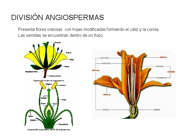 DIVISIÓN ANGIOSPERMAS Presenta flores vistosas con hojas modificadas formando el caliz y la corola.