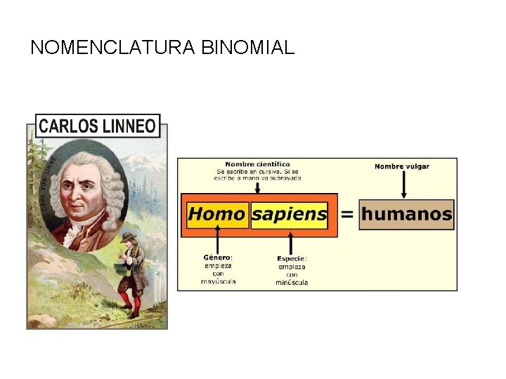 NOMENCLATURA BINOMIAL 