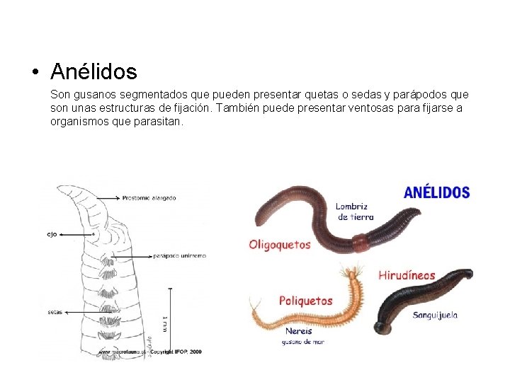  • Anélidos Son gusanos segmentados que pueden presentar quetas o sedas y parápodos