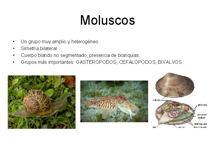 Moluscos • • Un grupo muy amplio y heterogéneo. Simetría bilateral Cuerpo blando no