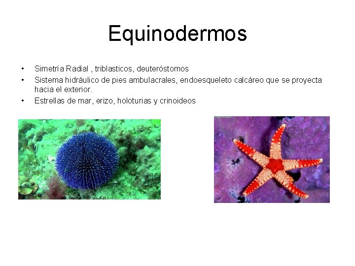 Equinodermos • • • Simetría Radial , triblasticos, deuteróstomos Sistema hidráulico de pies ambulacrales,