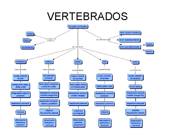 VERTEBRADOS 