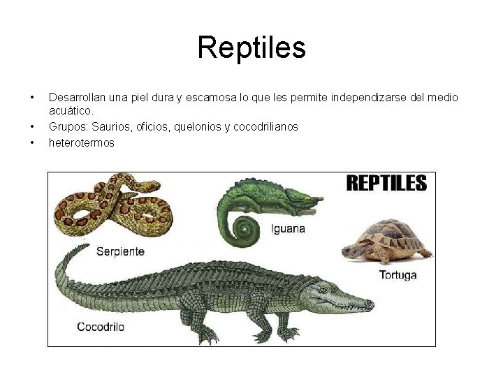 Reptiles • • • Desarrollan una piel dura y escamosa lo que les permite