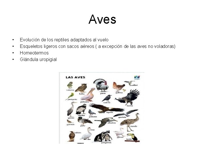 Aves • • Evolución de los reptiles adaptados al vuelo Esqueletos ligeros con sacos