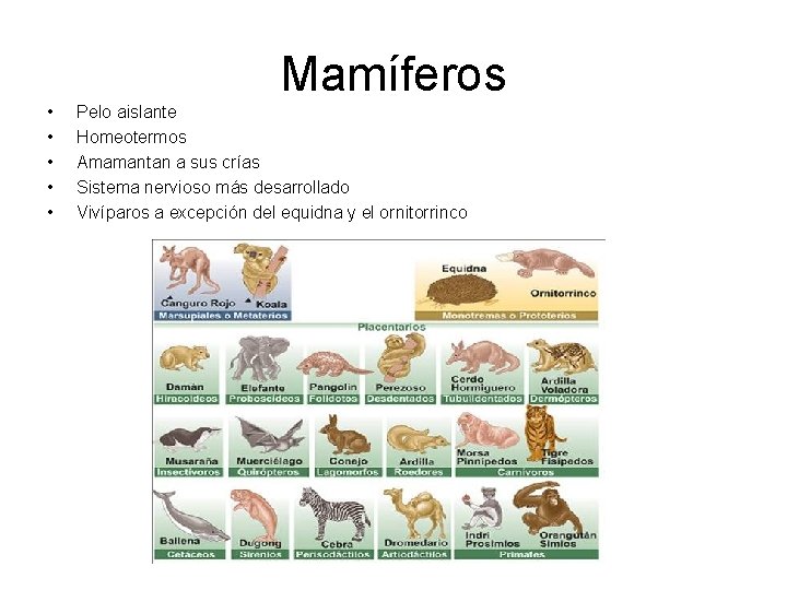 Mamíferos • • • Pelo aislante Homeotermos Amamantan a sus crías Sistema nervioso más
