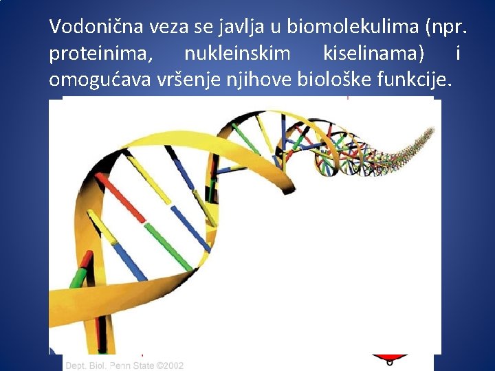 Vodonična veza se javlja u biomolekulima (npr. proteinima, nukleinskim kiselinama) i omogućava vršenje njihove