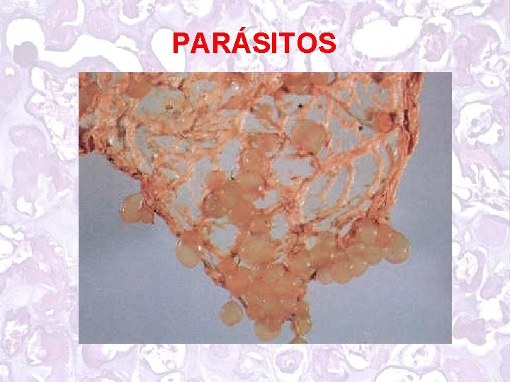 PARÁSITOS 