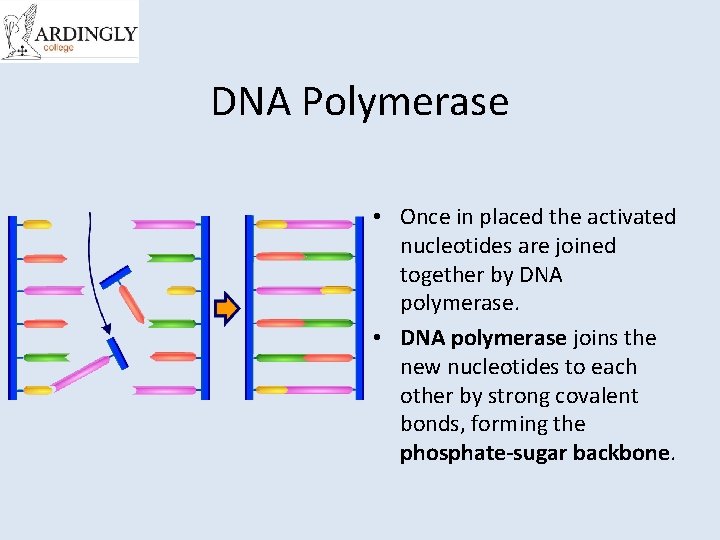 DNA Polymerase • Once in placed the activated nucleotides are joined together by DNA