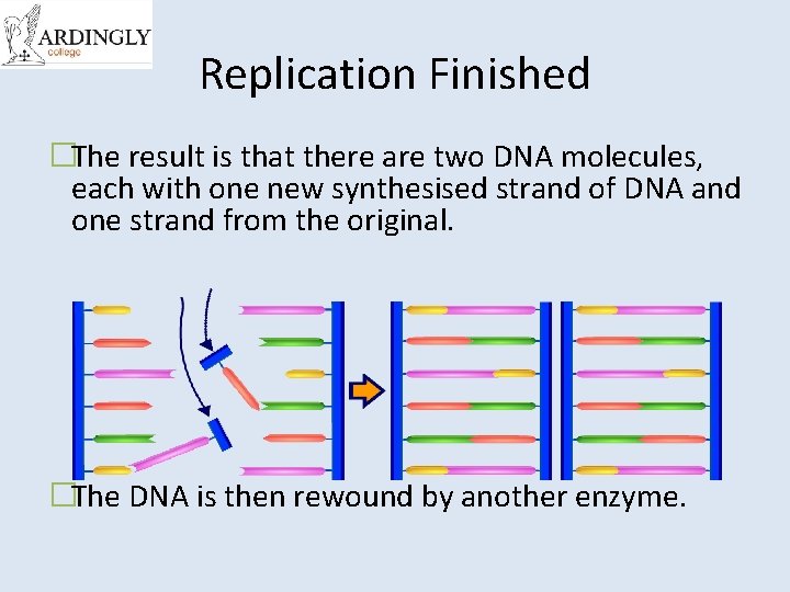 Replication Finished �The result is that there are two DNA molecules, each with one
