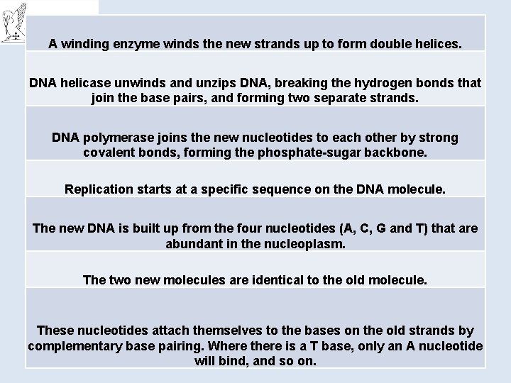 A winding enzyme winds the new strands up to form double helices. DNA helicase