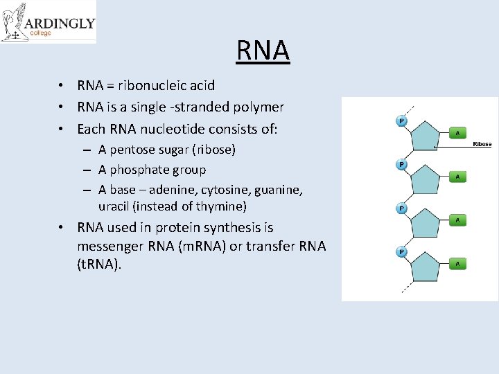 RNA • RNA = ribonucleic acid • RNA is a single -stranded polymer •