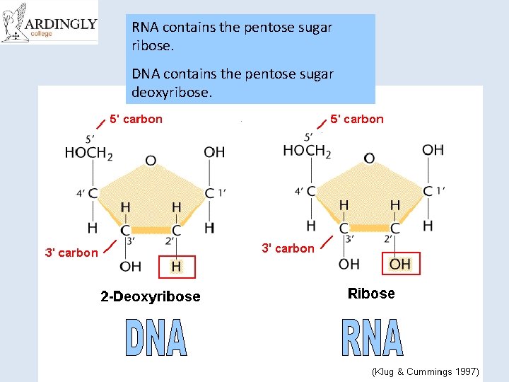 RNA contains the pentose sugar ribose. DNA contains the pentose sugar deoxyribose. 