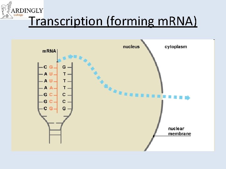Transcription (forming m. RNA) 