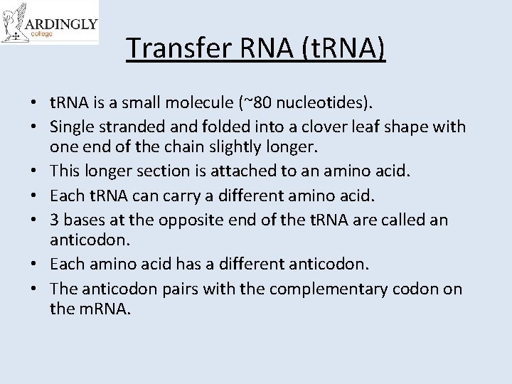 Transfer RNA (t. RNA) • t. RNA is a small molecule (~80 nucleotides). •