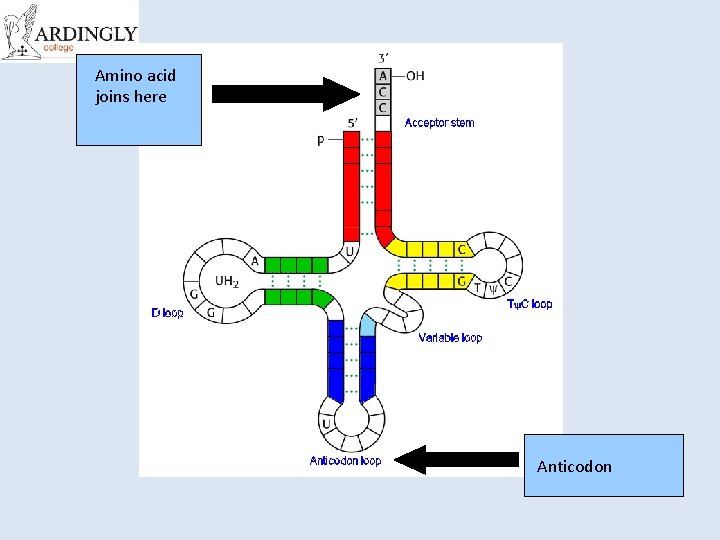 Amino acid joins here Anticodon 