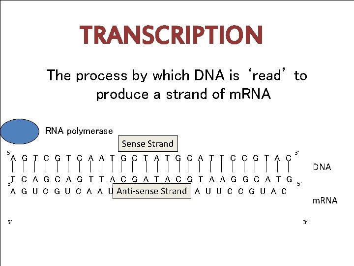 TRANSCRIPTION The process by which DNA is ‘read’ to produce a strand of m.