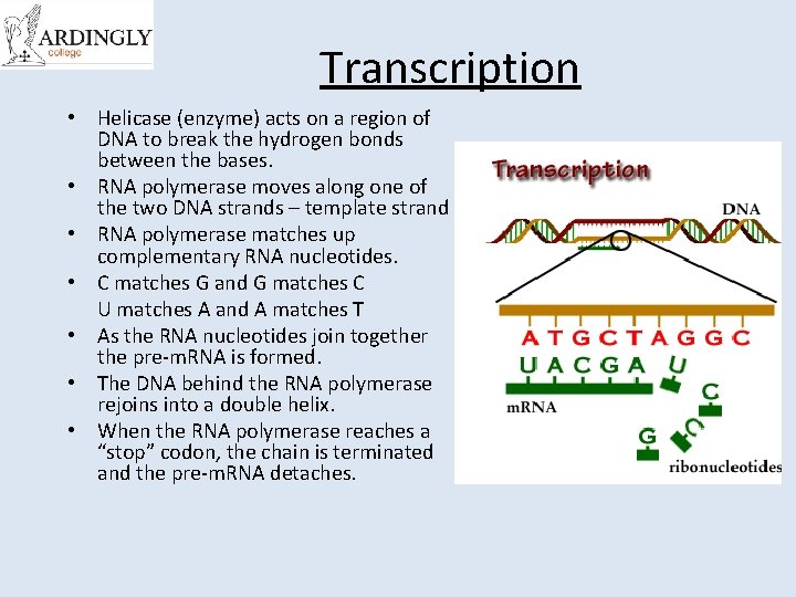 Transcription • Helicase (enzyme) acts on a region of DNA to break the hydrogen