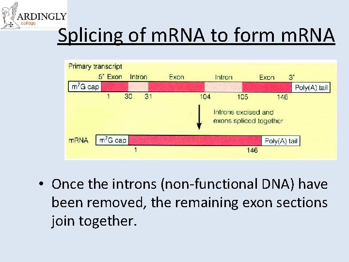 Splicing of m. RNA to form m. RNA • Once the introns (non-functional DNA)
