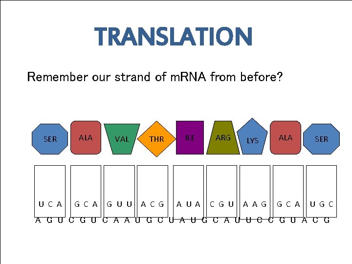 TRANSLATION Remember our strand of m. RNA from before? SER ALA U C A