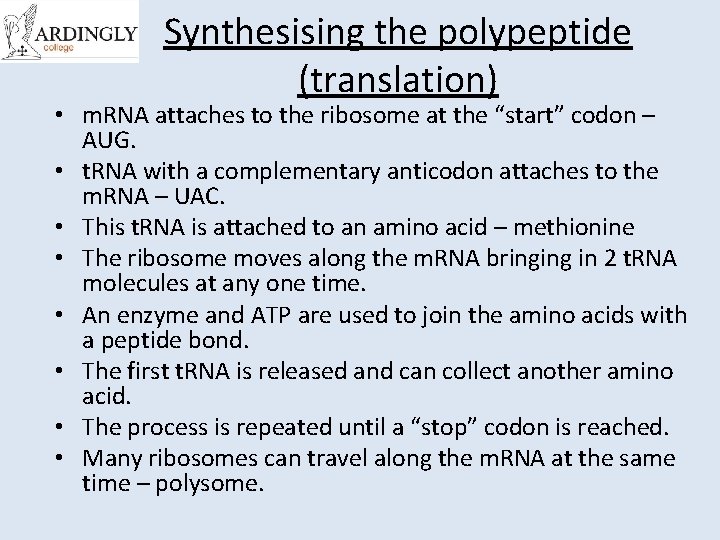 Synthesising the polypeptide (translation) • m. RNA attaches to the ribosome at the “start”