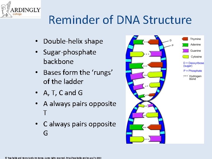 Reminder of DNA Structure • Double-helix shape • Sugar-phosphate backbone • Bases form the