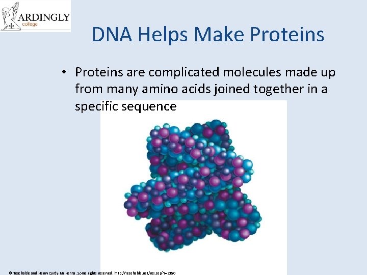DNA Helps Make Proteins • Proteins are complicated molecules made up from many amino