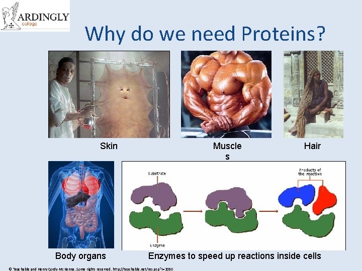 Why do we need Proteins? Skin Body organs Muscle s Hair Enzymes to speed