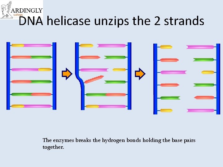 DNA helicase unzips the 2 strands The enzymes breaks the hydrogen bonds holding the