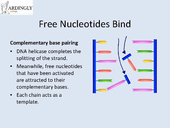 Free Nucleotides Bind Complementary base pairing • DNA helicase completes the splitting of the