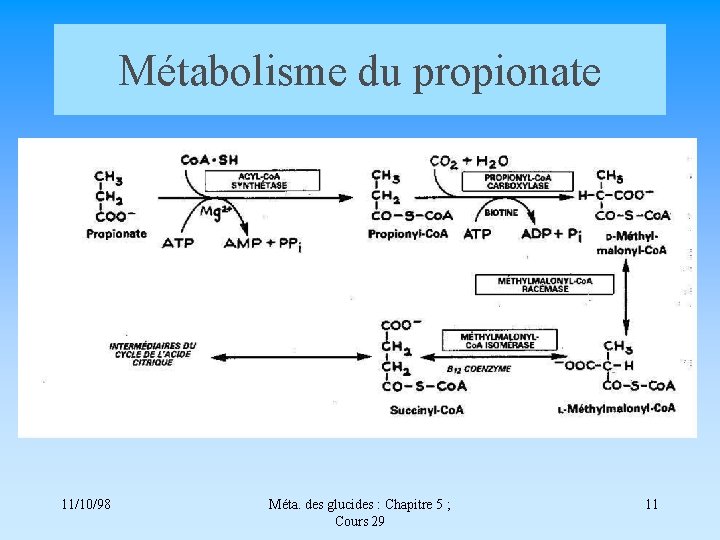 Métabolisme du propionate 11/10/98 Méta. des glucides : Chapitre 5 ; Cours 29 11