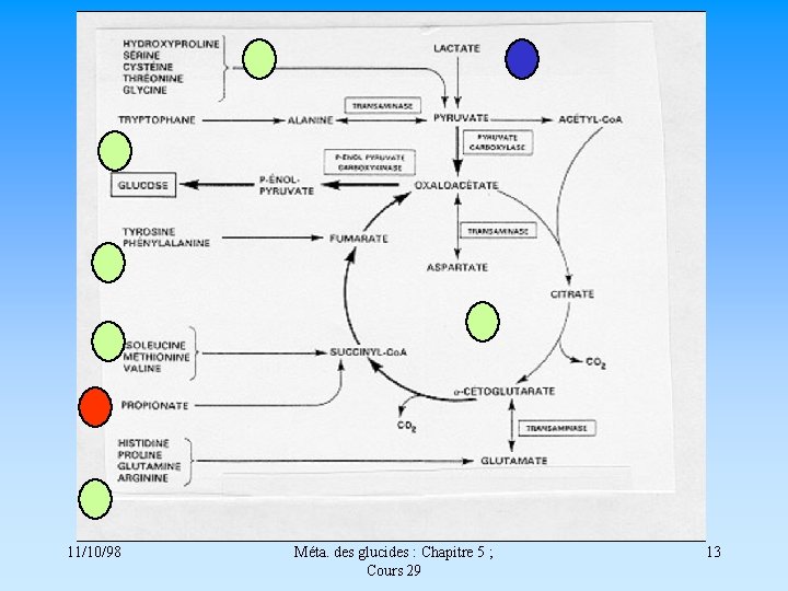 11/10/98 Méta. des glucides : Chapitre 5 ; Cours 29 13 
