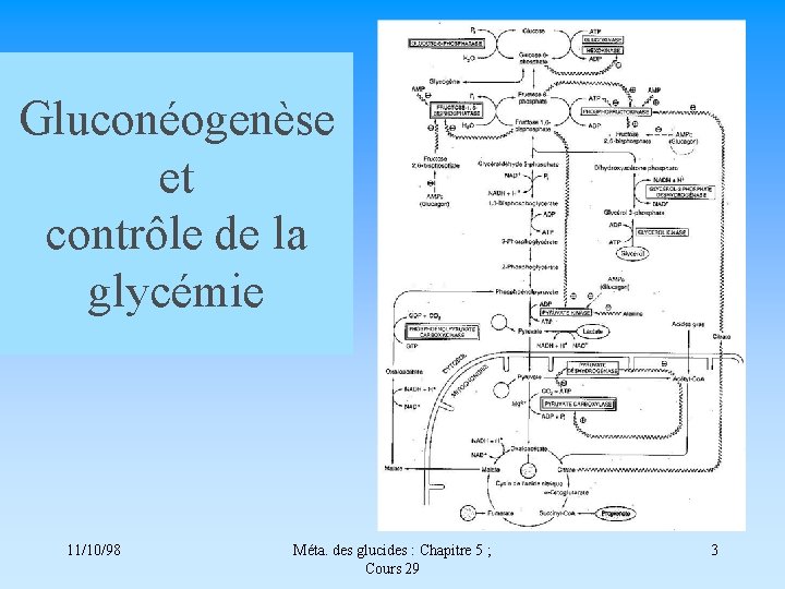 Gluconéogenèse et contrôle de la glycémie 11/10/98 Méta. des glucides : Chapitre 5 ;
