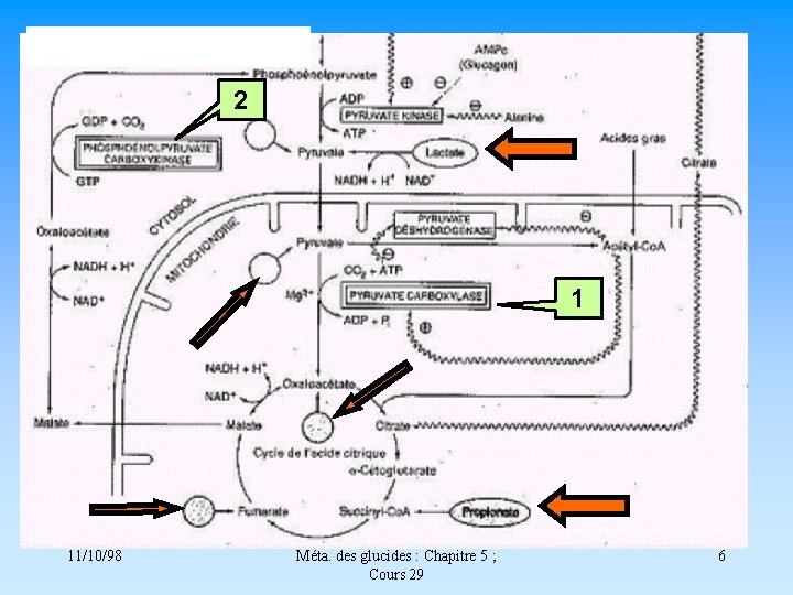 2 1 11/10/98 Méta. des glucides : Chapitre 5 ; Cours 29 6 