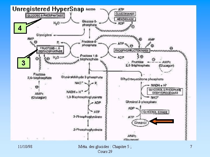 4 3 11/10/98 Méta. des glucides : Chapitre 5 ; Cours 29 7 