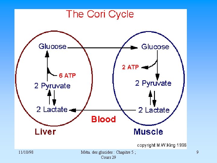 11/10/98 Méta. des glucides : Chapitre 5 ; Cours 29 9 