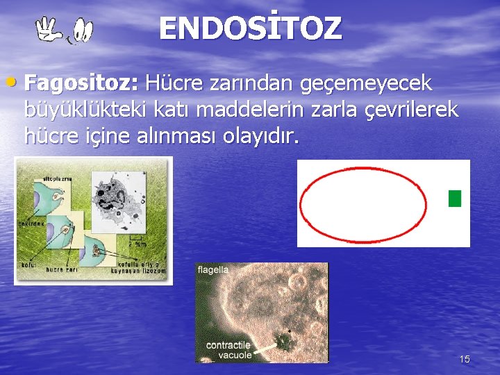 ENDOSİTOZ • Fagositoz: Hücre zarından geçemeyecek büyüklükteki katı maddelerin zarla çevrilerek hücre içine alınması