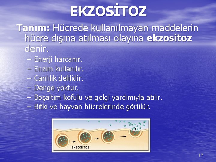 EKZOSİTOZ Tanım: Hücrede kullanılmayan maddelerin hücre dışına atılması olayına ekzositoz denir. – – –