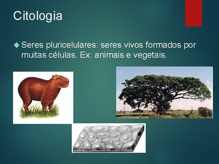 Citologia Seres pluricelulares: seres vivos formados por muitas células. Ex: animais e vegetais. 