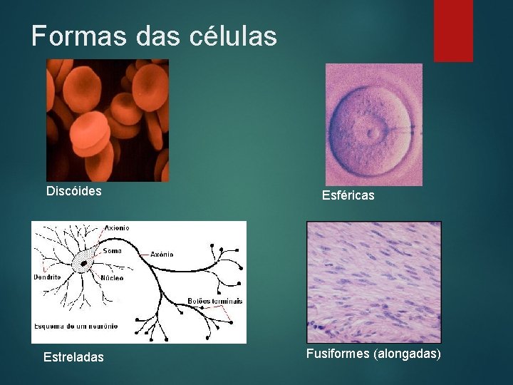 Formas das células Discóides Estreladas Esféricas Fusiformes (alongadas) 