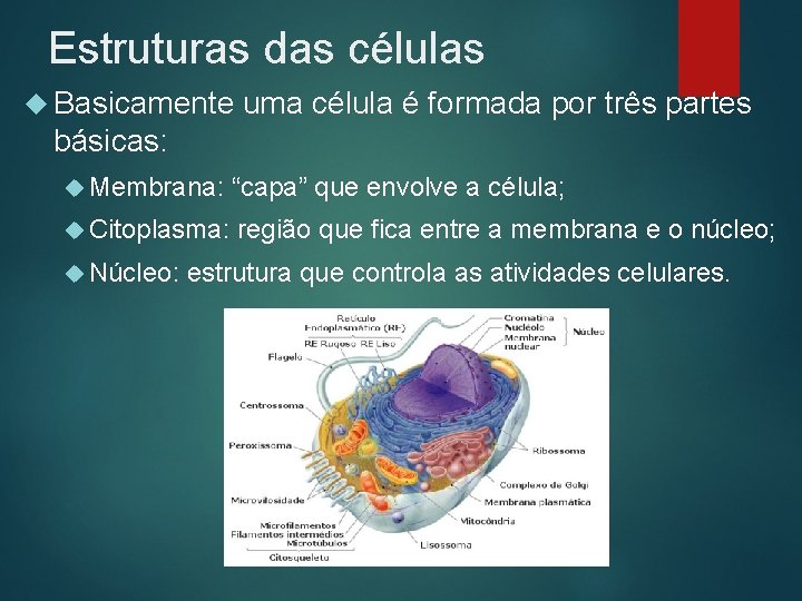 Estruturas das células Basicamente uma célula é formada por três partes básicas: Membrana: “capa”