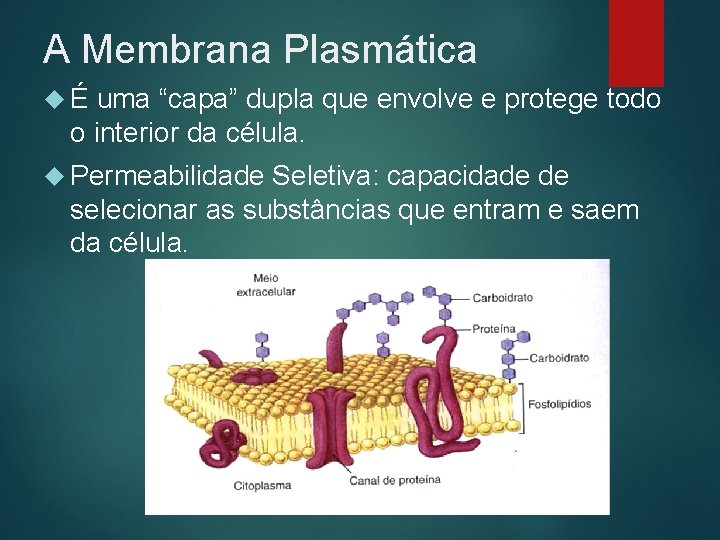 A Membrana Plasmática É uma “capa” dupla que envolve e protege todo o interior
