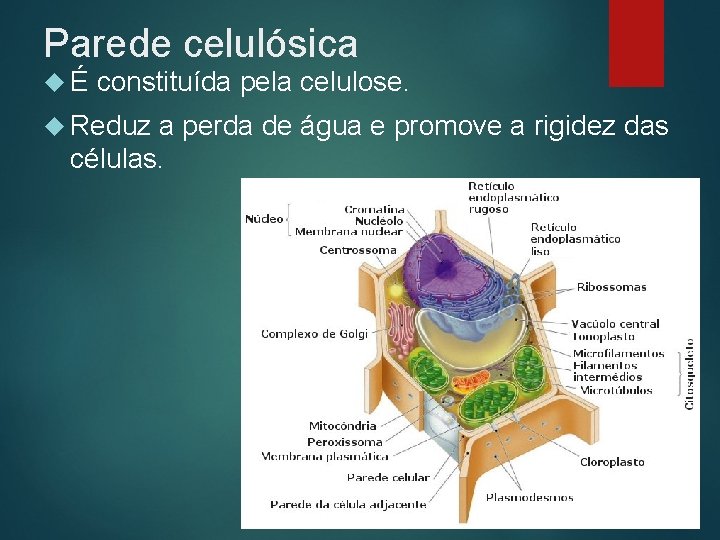 Parede celulósica É constituída pela celulose. Reduz a perda de água e promove a