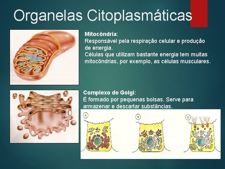 Organelas Citoplasmáticas Mitocôndria: Responsável pela respiração celular e produção de energia. Células que utilizam