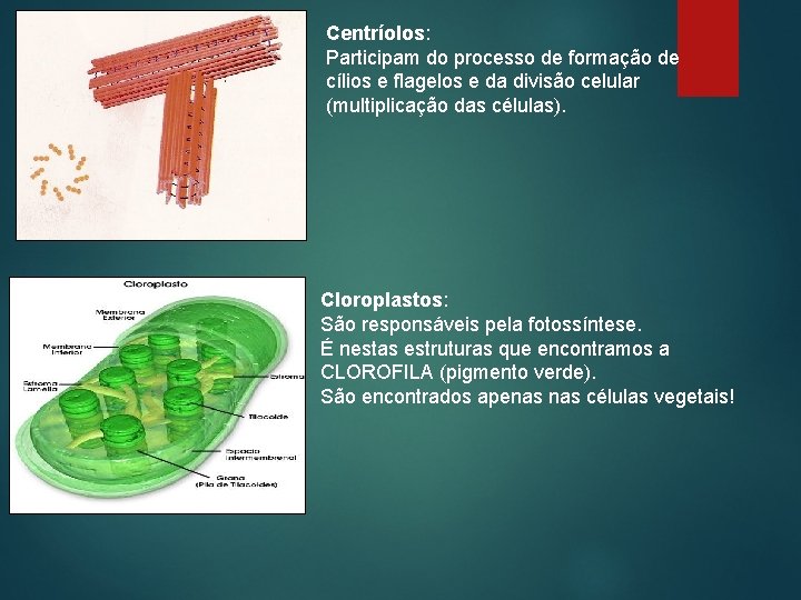 Centríolos: Participam do processo de formação de cílios e flagelos e da divisão celular