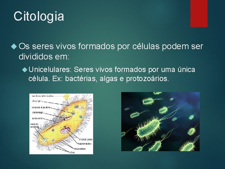 Citologia Os seres vivos formados por células podem ser divididos em: Unicelulares: Seres vivos
