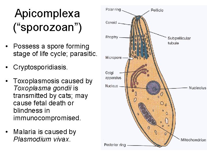 Apicomplexa (“sporozoan”) • Possess a spore forming stage of life cycle; parasitic. • Cryptosporidiasis.