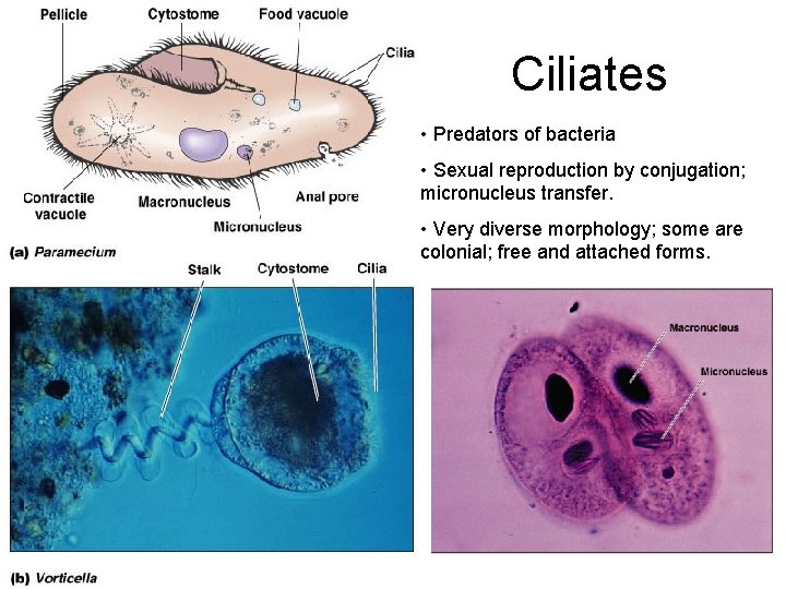 Ciliates • Predators of bacteria • Sexual reproduction by conjugation; micronucleus transfer. • Very
