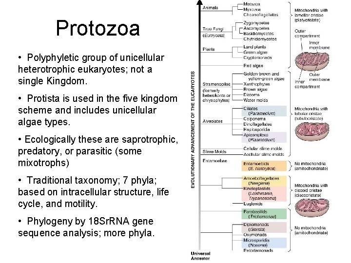 Protozoa • Polyphyletic group of unicellular heterotrophic eukaryotes; not a single Kingdom. • Protista