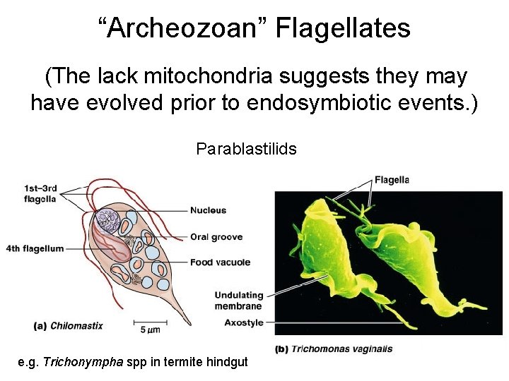 “Archeozoan” Flagellates (The lack mitochondria suggests they may have evolved prior to endosymbiotic events.